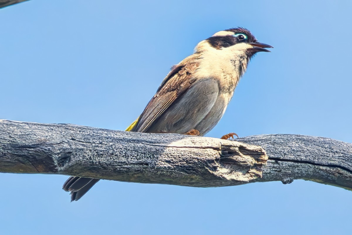 ノドグロハチマキミツスイ（gularis） - ML643955054