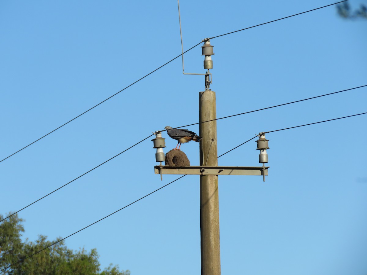 Crane Hawk - ML643955055