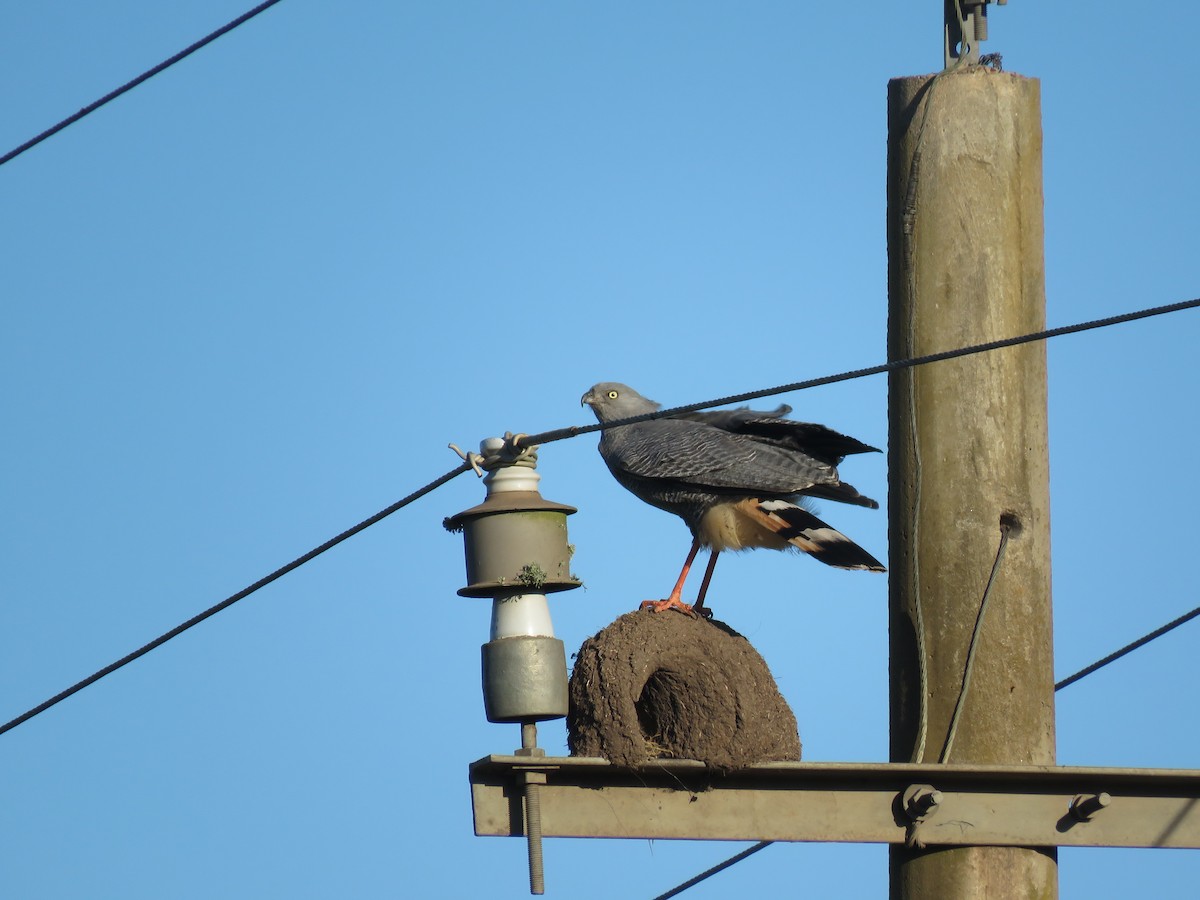 Crane Hawk - ML643955056