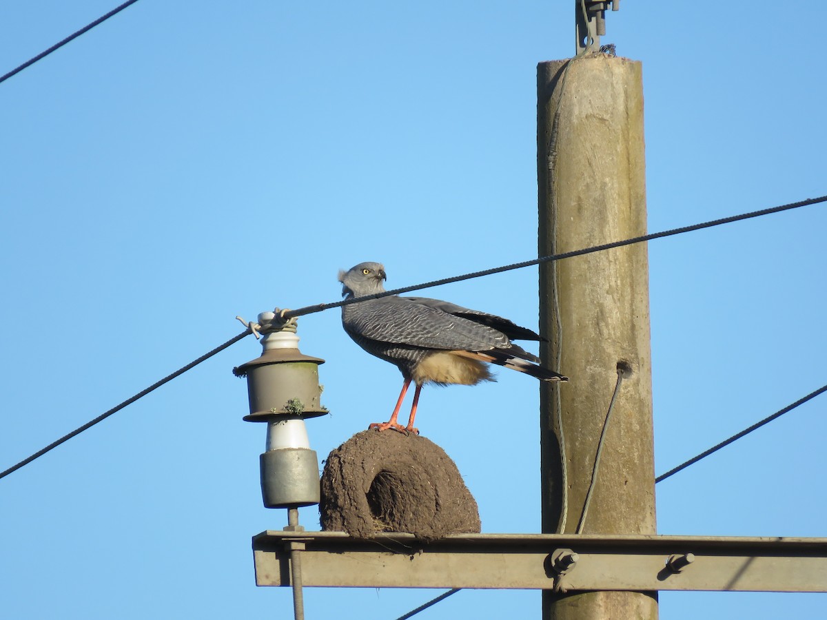Crane Hawk - ML643955057