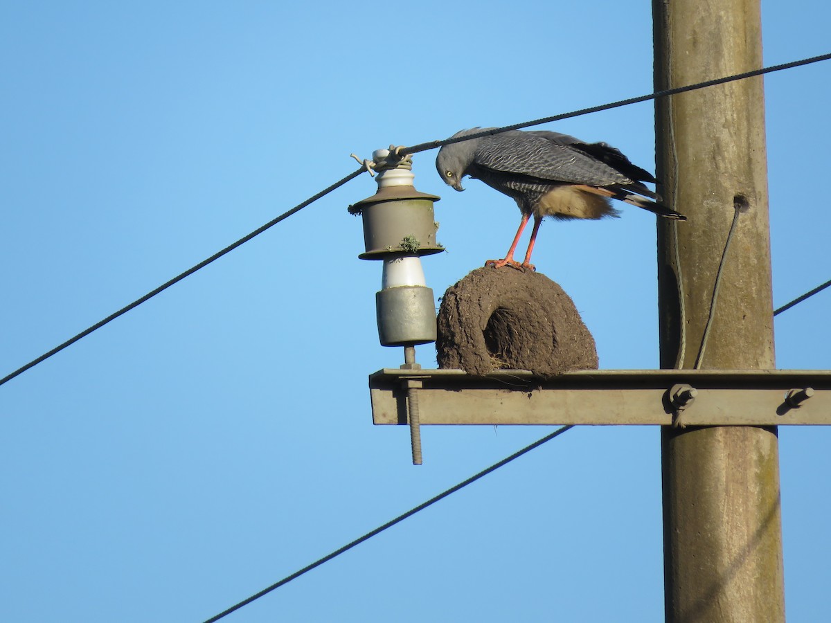 Crane Hawk - ML643955058