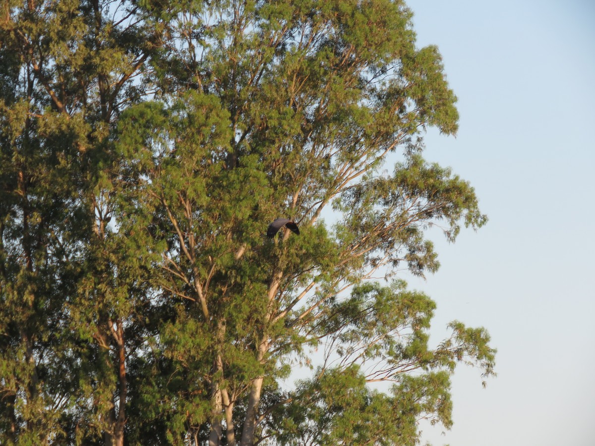 Crane Hawk - ML643955059
