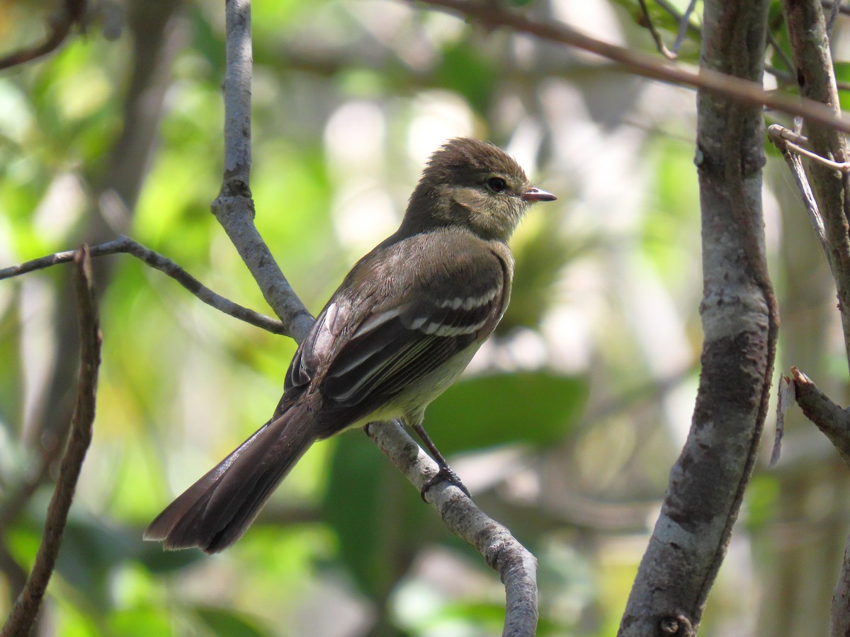 Small-headed Elaenia - ML643955061