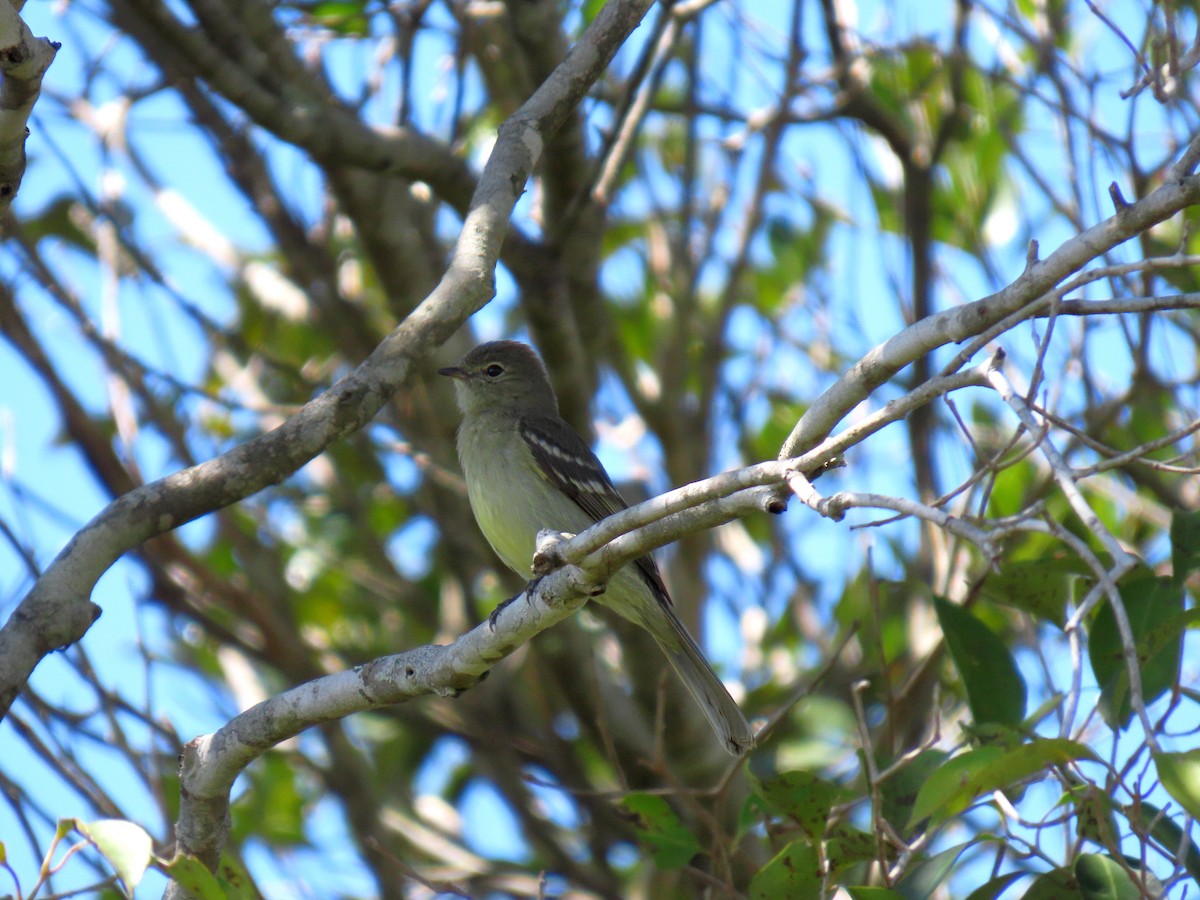 Small-headed Elaenia - ML643955066