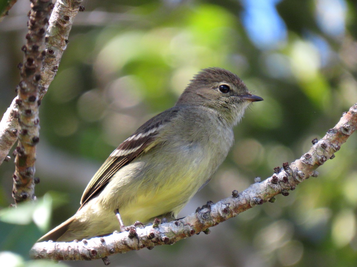 Small-headed Elaenia - ML643955067