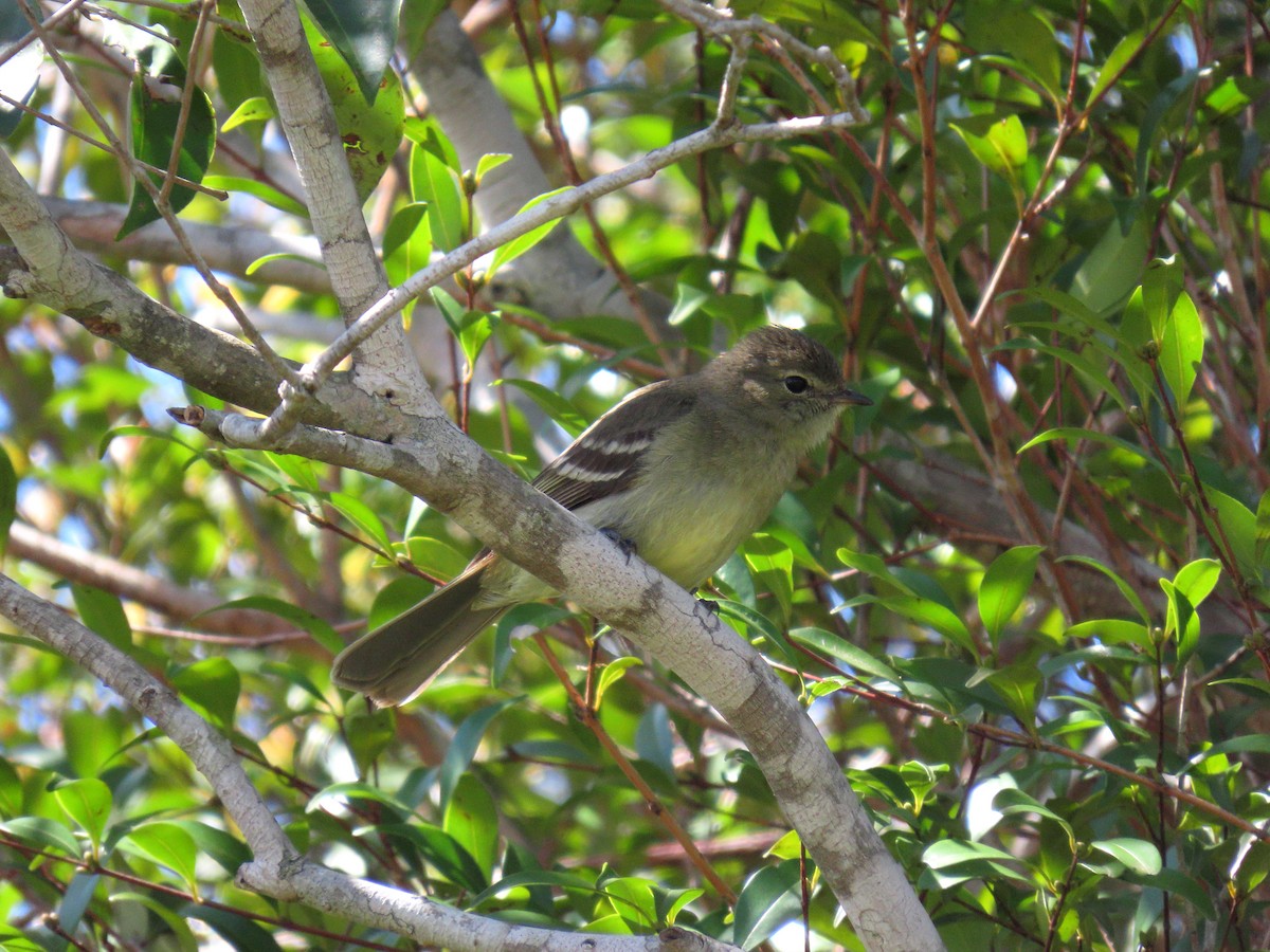 Small-headed Elaenia - ML643955068