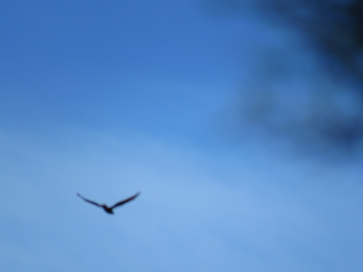 Swamp Harrier - ML643955077
