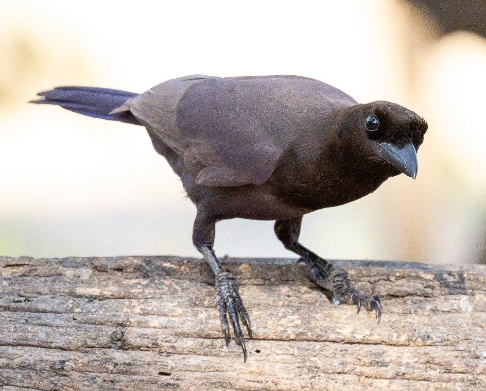 Purplish Jay - ML643955079