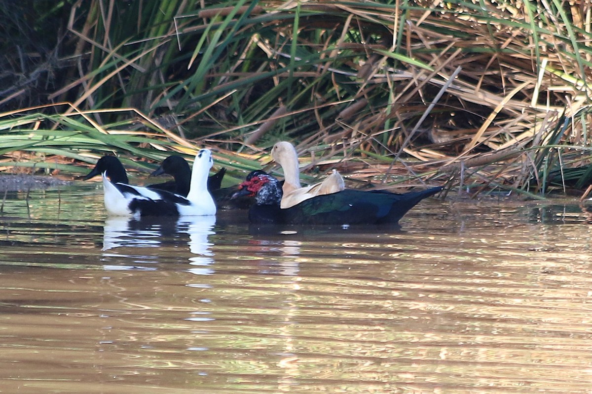Muscovy Duck (Domestic type) - ML643955084