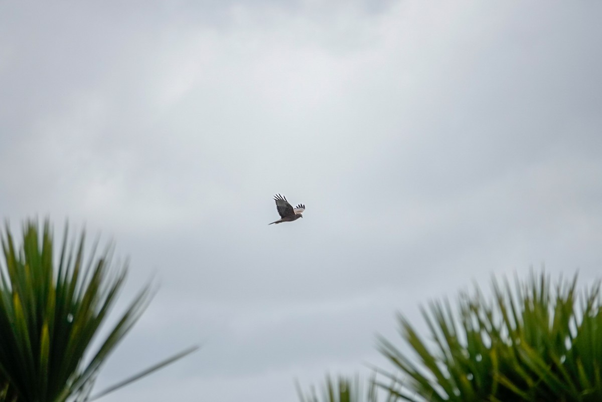 Swamp Harrier - ML643955085