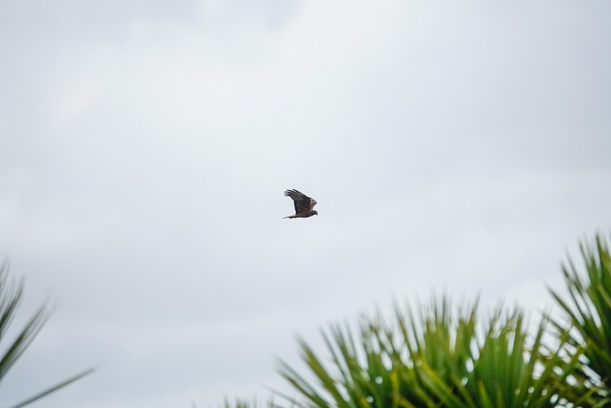 Swamp Harrier - ML643955086