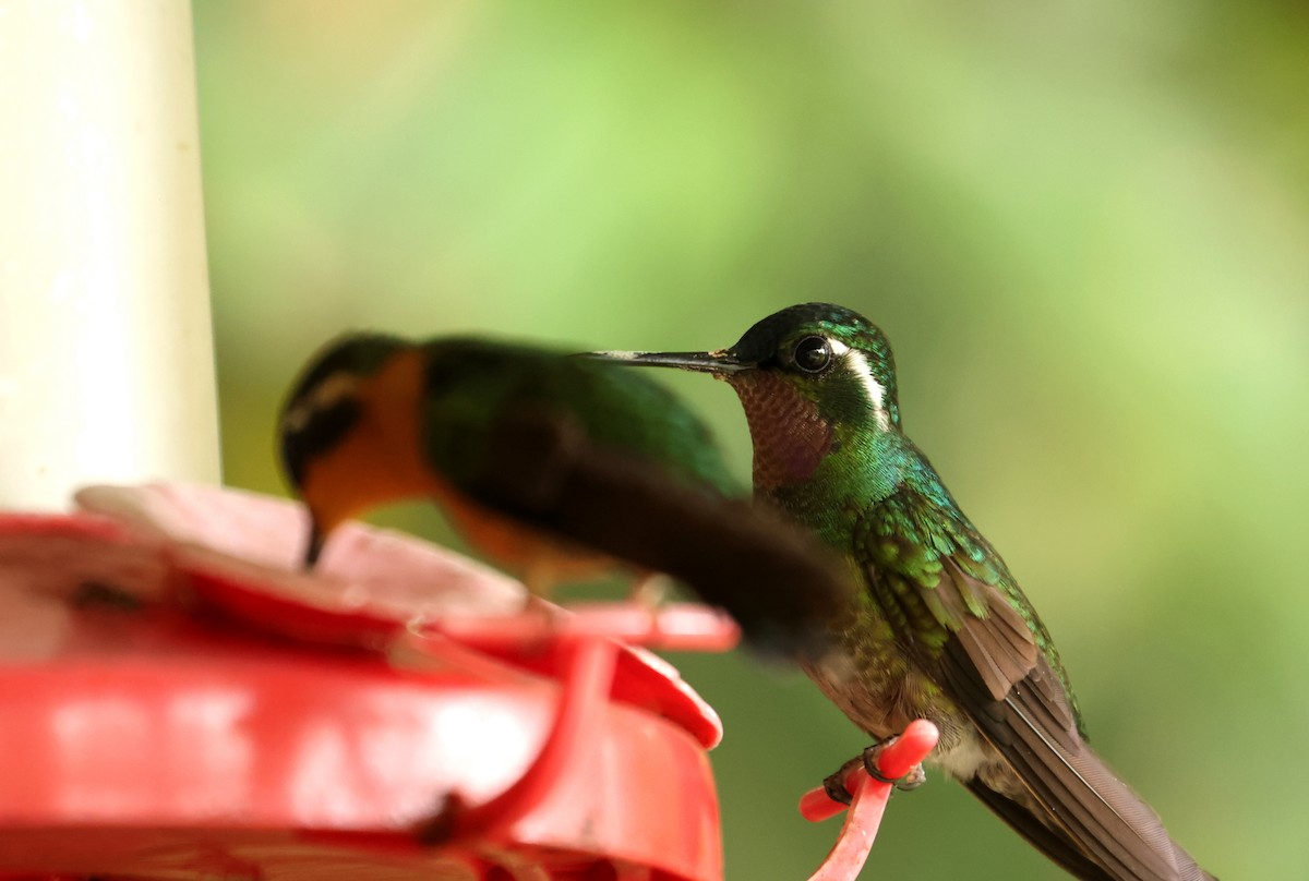 Purple-throated Mountain-gem - ML643955117
