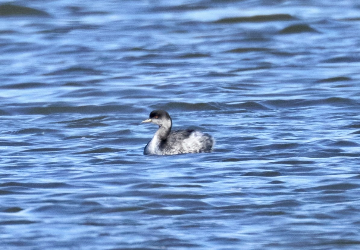 Халтар шунгуур - ML643955133