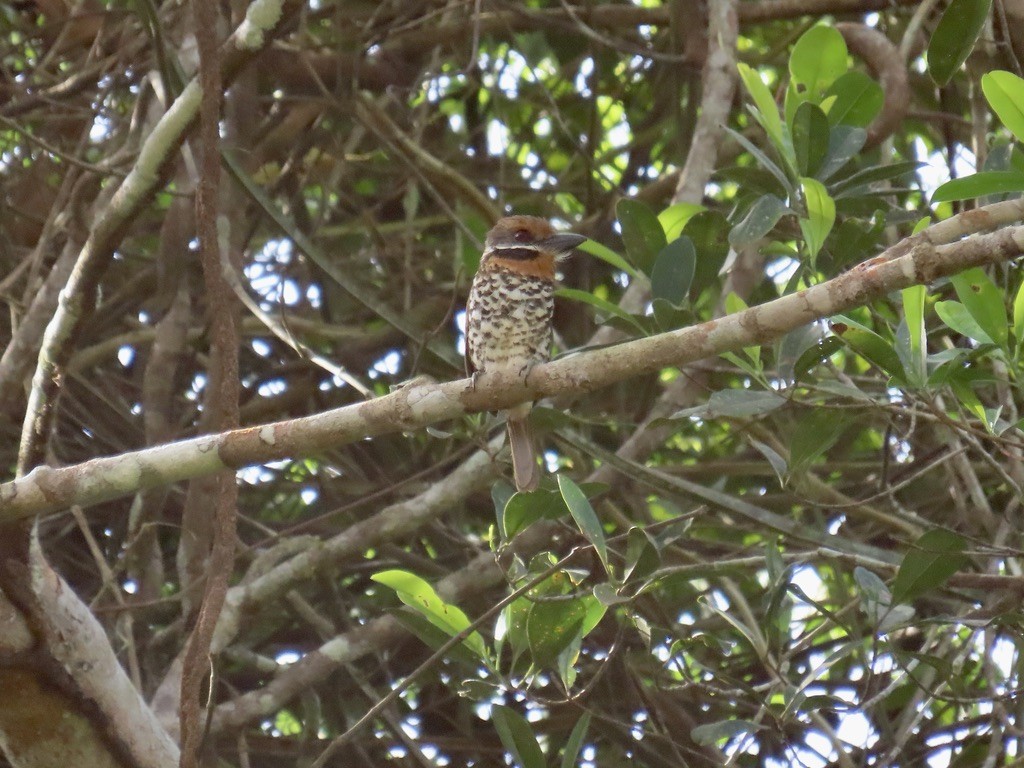 Spotted Puffbird - ML643955137