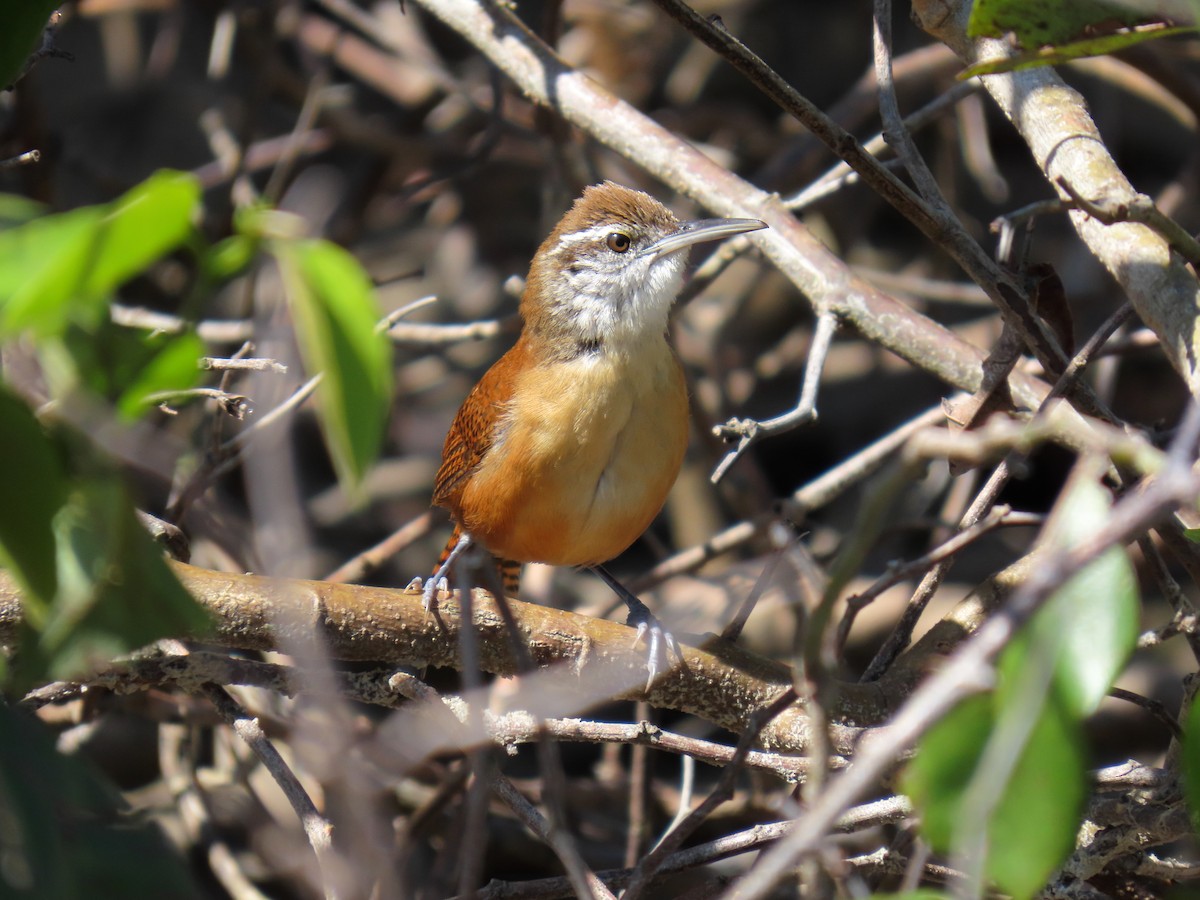 Long-billed Wren - ML643955145