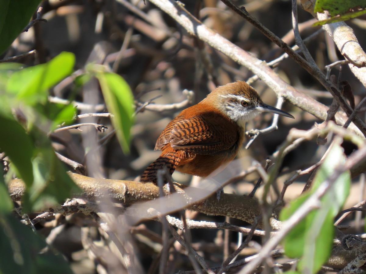 Long-billed Wren - ML643955146