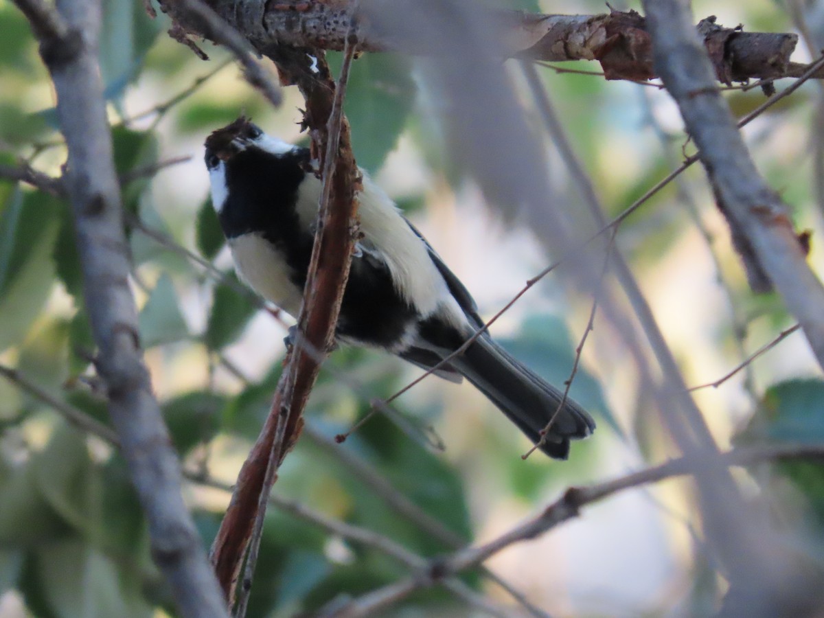 Great Tit (Great) - ML643955148