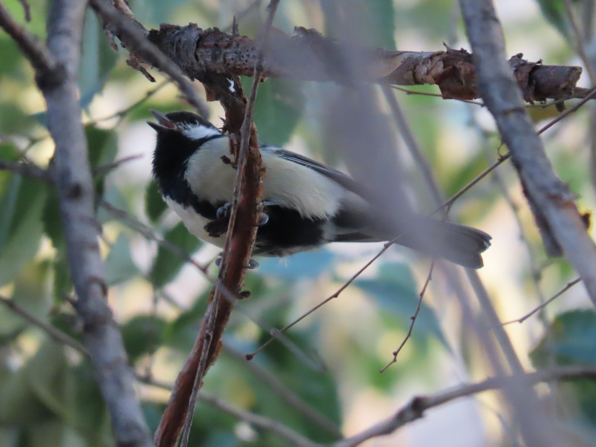 Great Tit (Great) - ML643955156