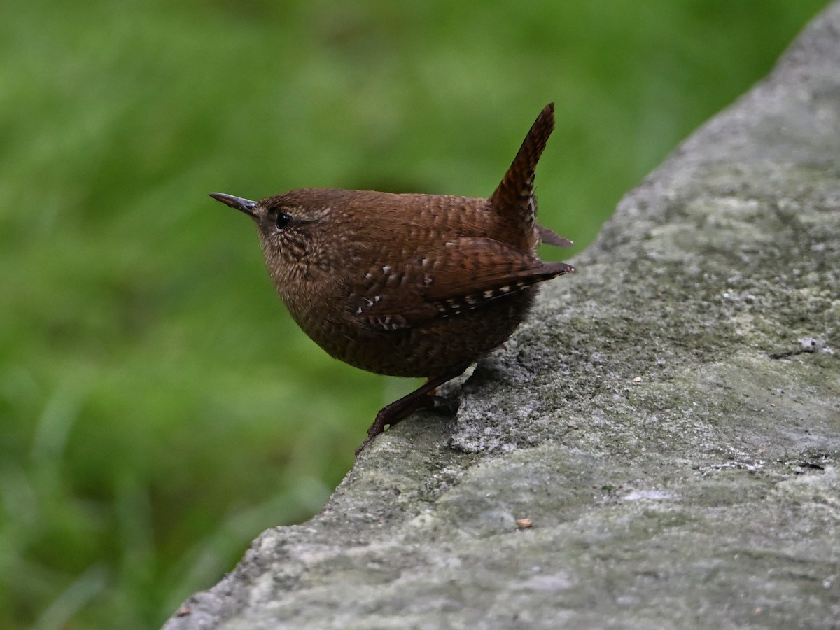 Winter Wren - ML643955157