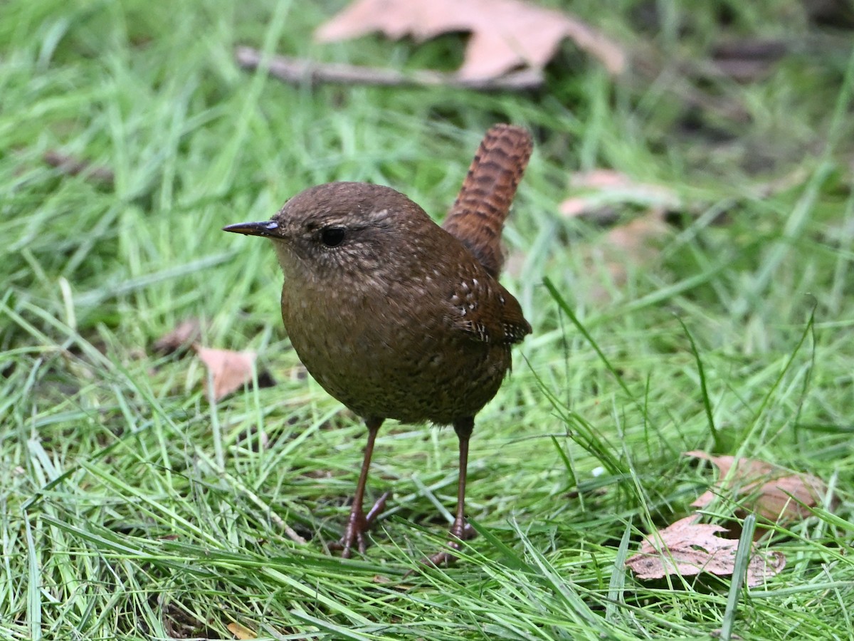 Winter Wren - ML643955168