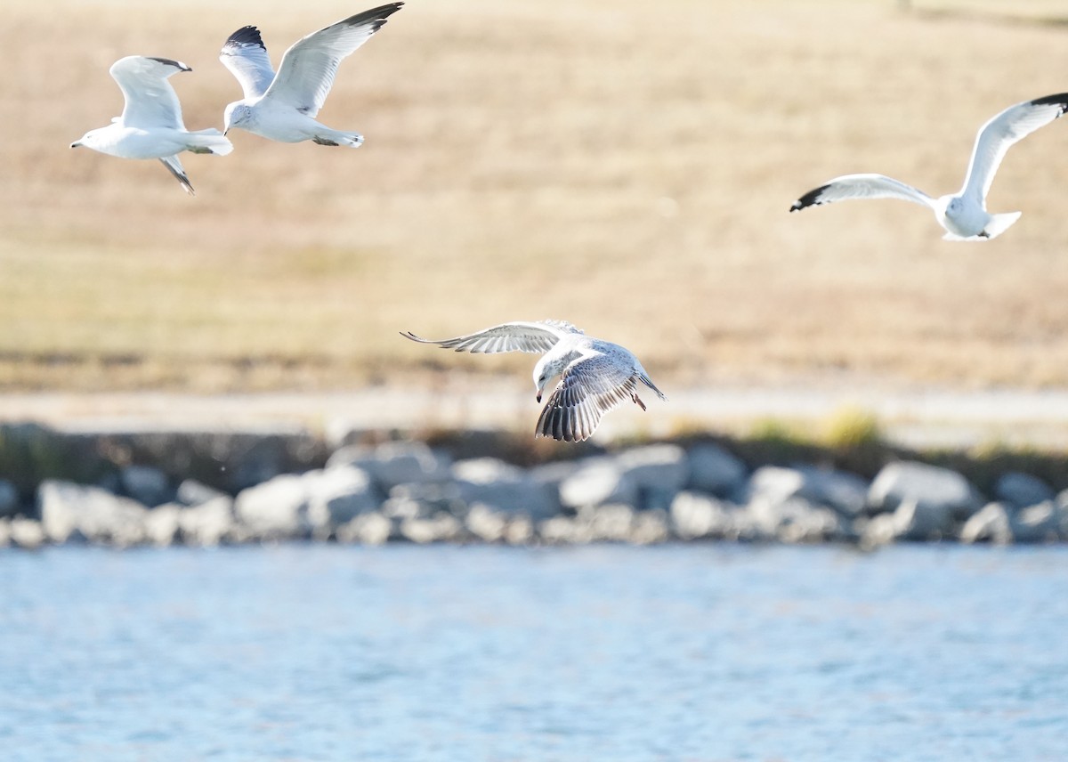 Ring-billed Gull - ML643955171