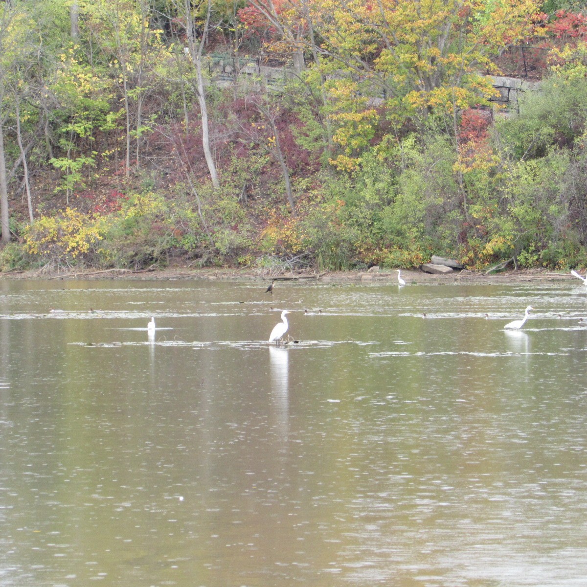 Great Egret - ML643955173