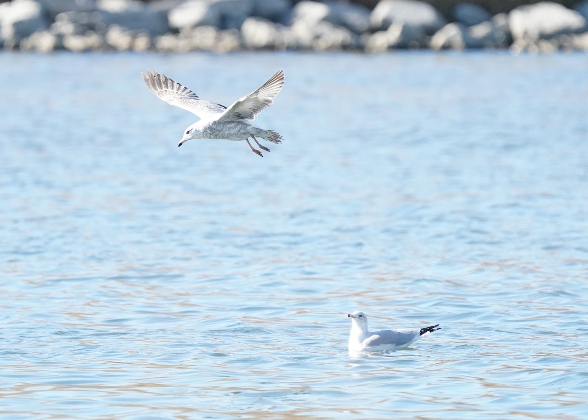 Ring-billed Gull - ML643955174