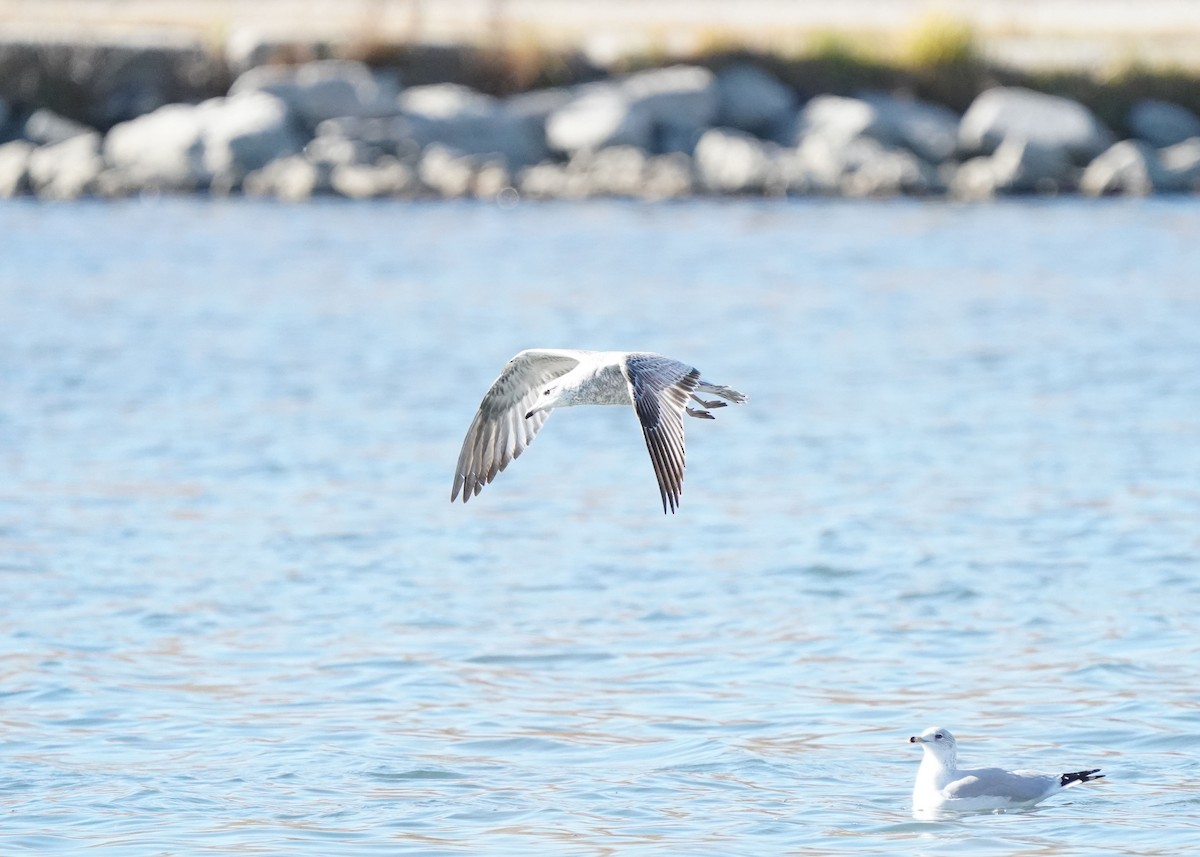 Ring-billed Gull - ML643955175