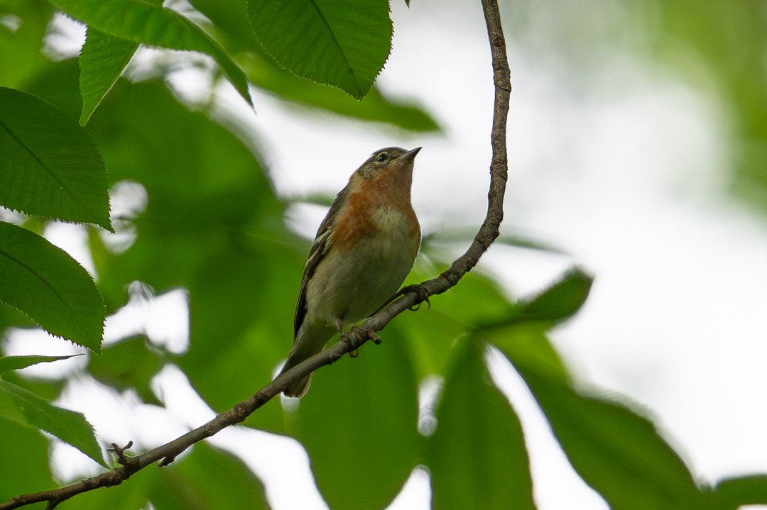 Bay-breasted Warbler - ML643955180