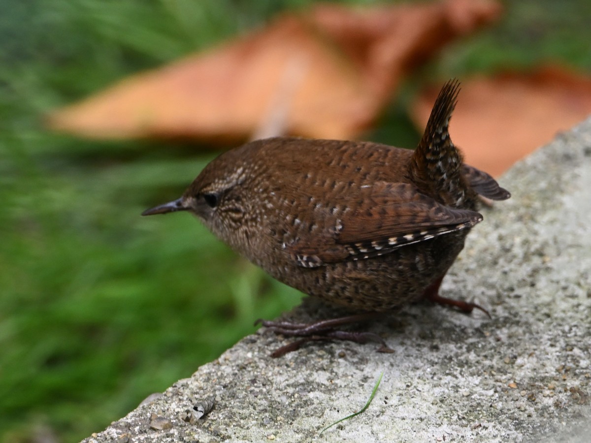 Winter Wren - ML643955191