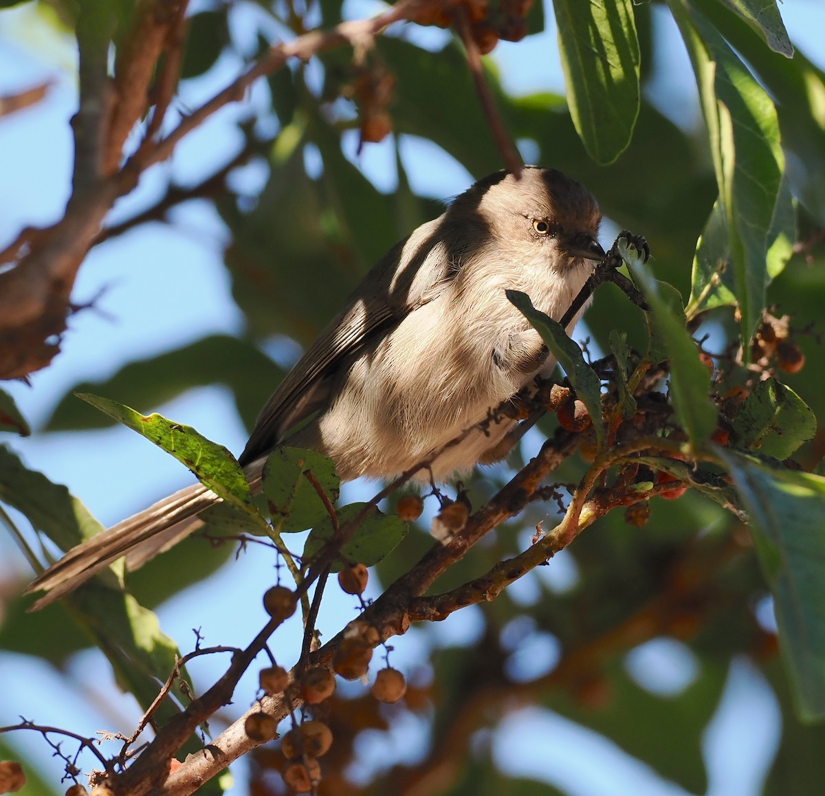 Bushtit (Pacific) - ML643955193