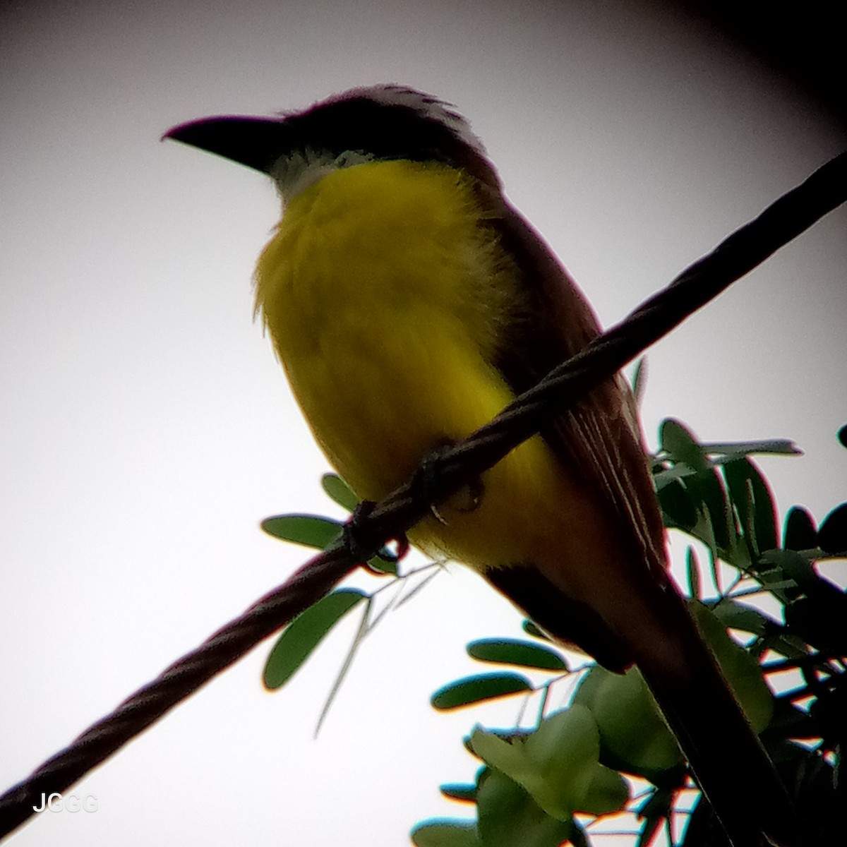 Boat-billed Flycatcher - ML643955197