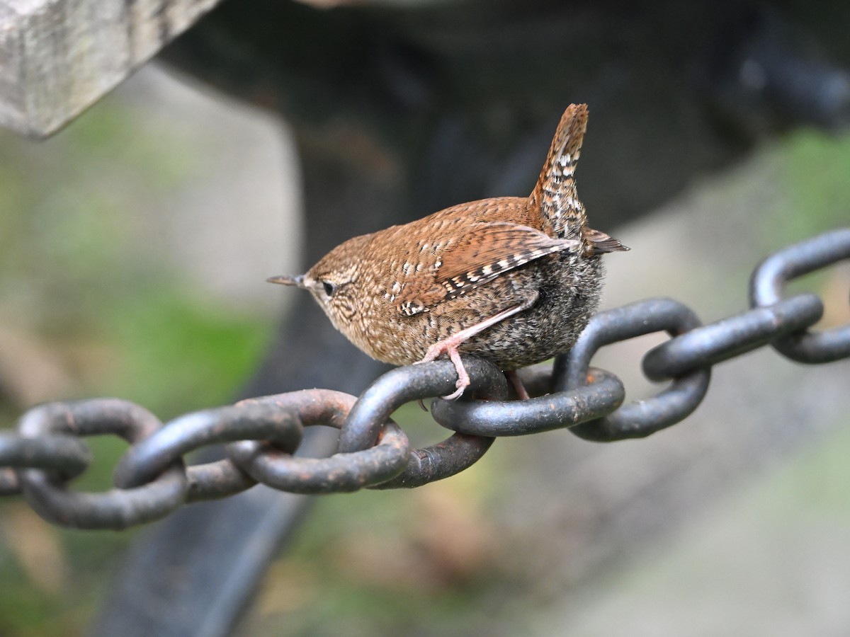 Winter Wren - ML643955200