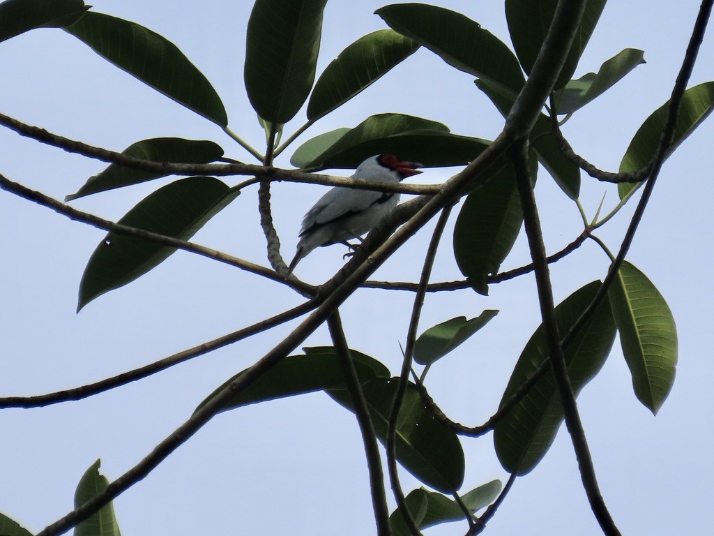 Masked Tityra - ML643955203