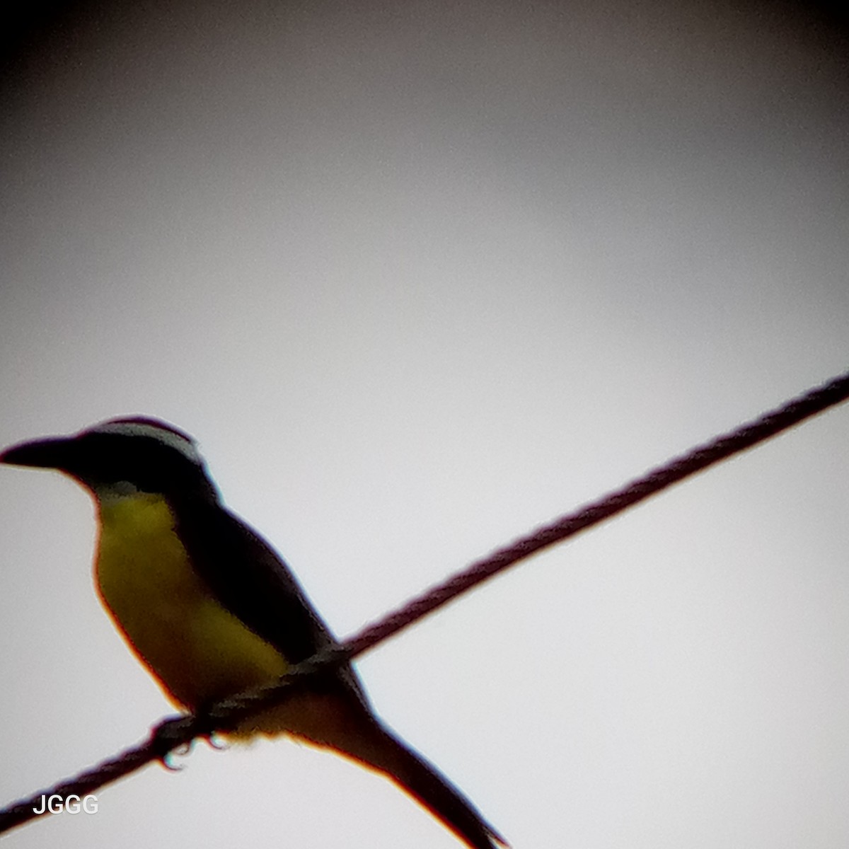 Boat-billed Flycatcher - ML643955206