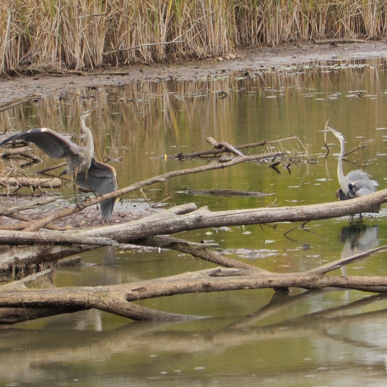 Great Blue Heron - ML643955210