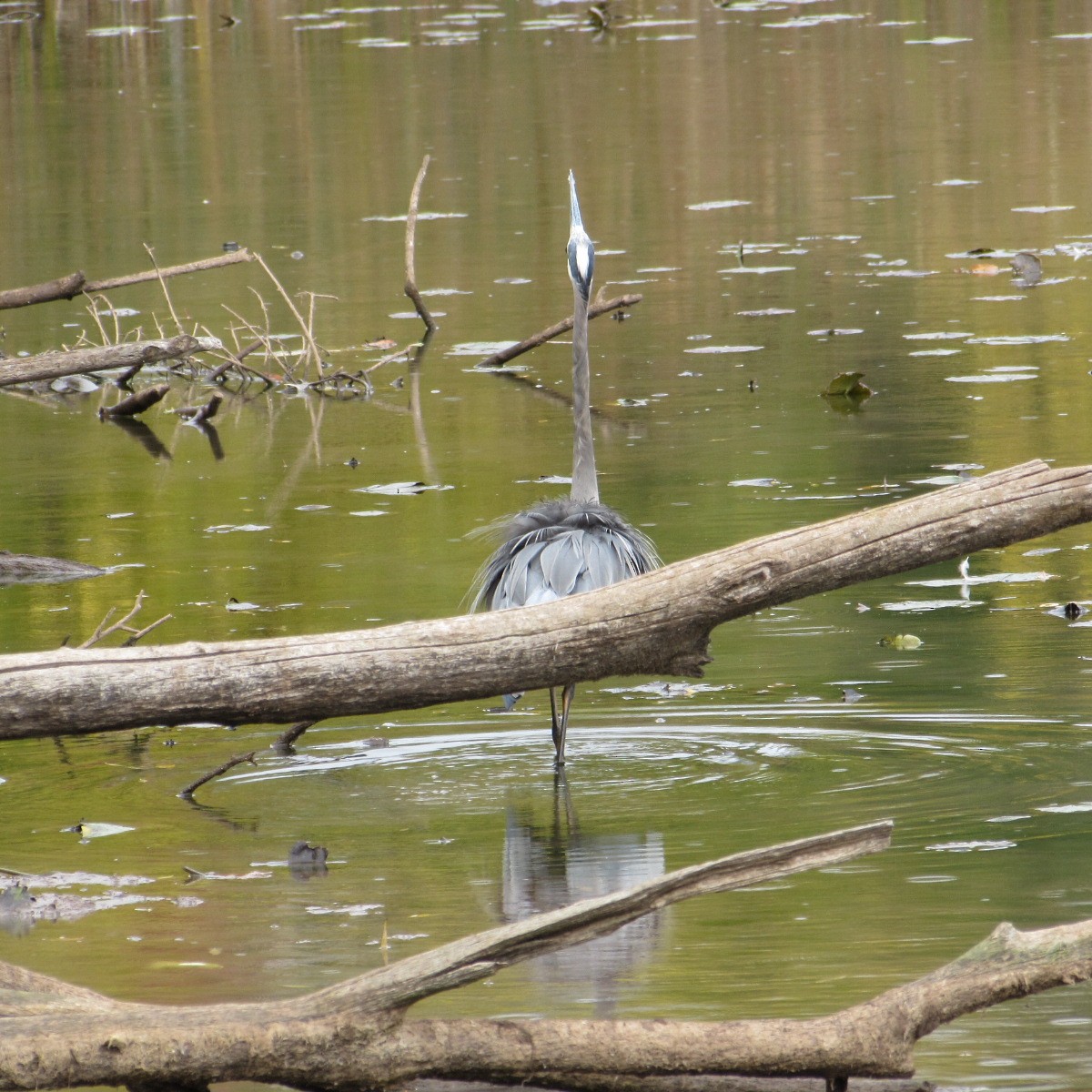 Great Blue Heron - ML643955211