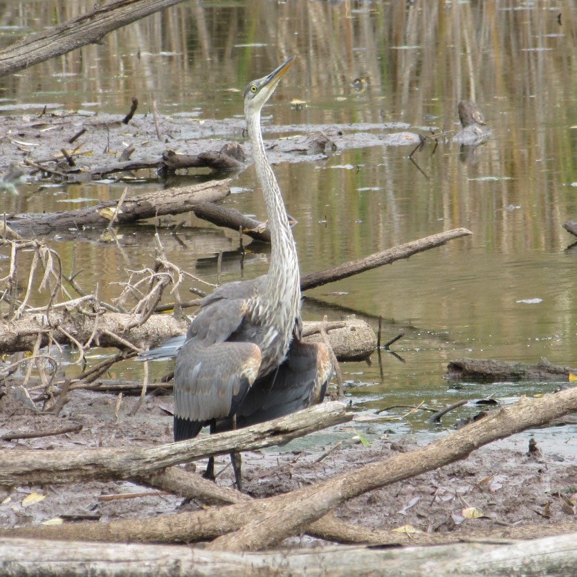 Great Blue Heron - ML643955212