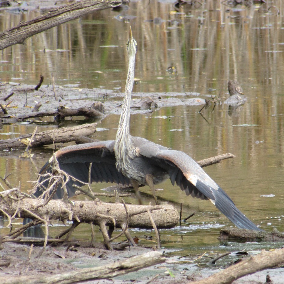 Great Blue Heron - ML643955213