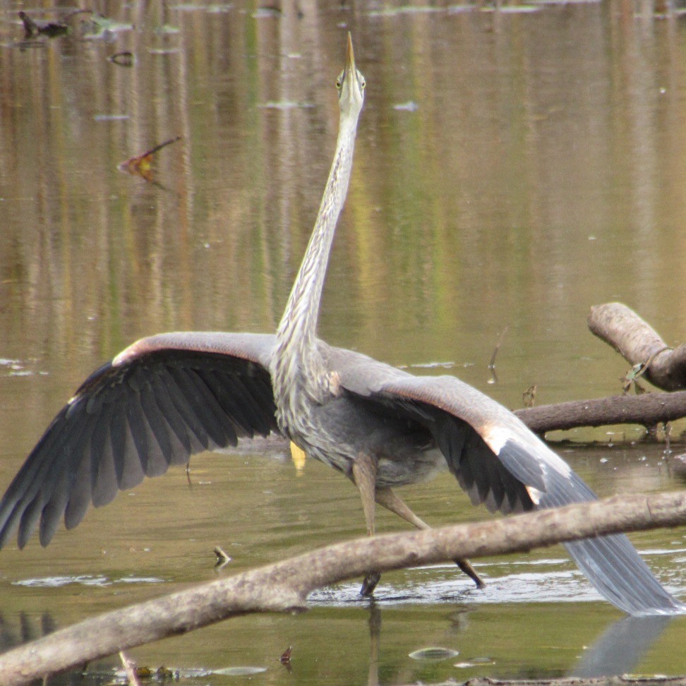 Great Blue Heron - ML643955214