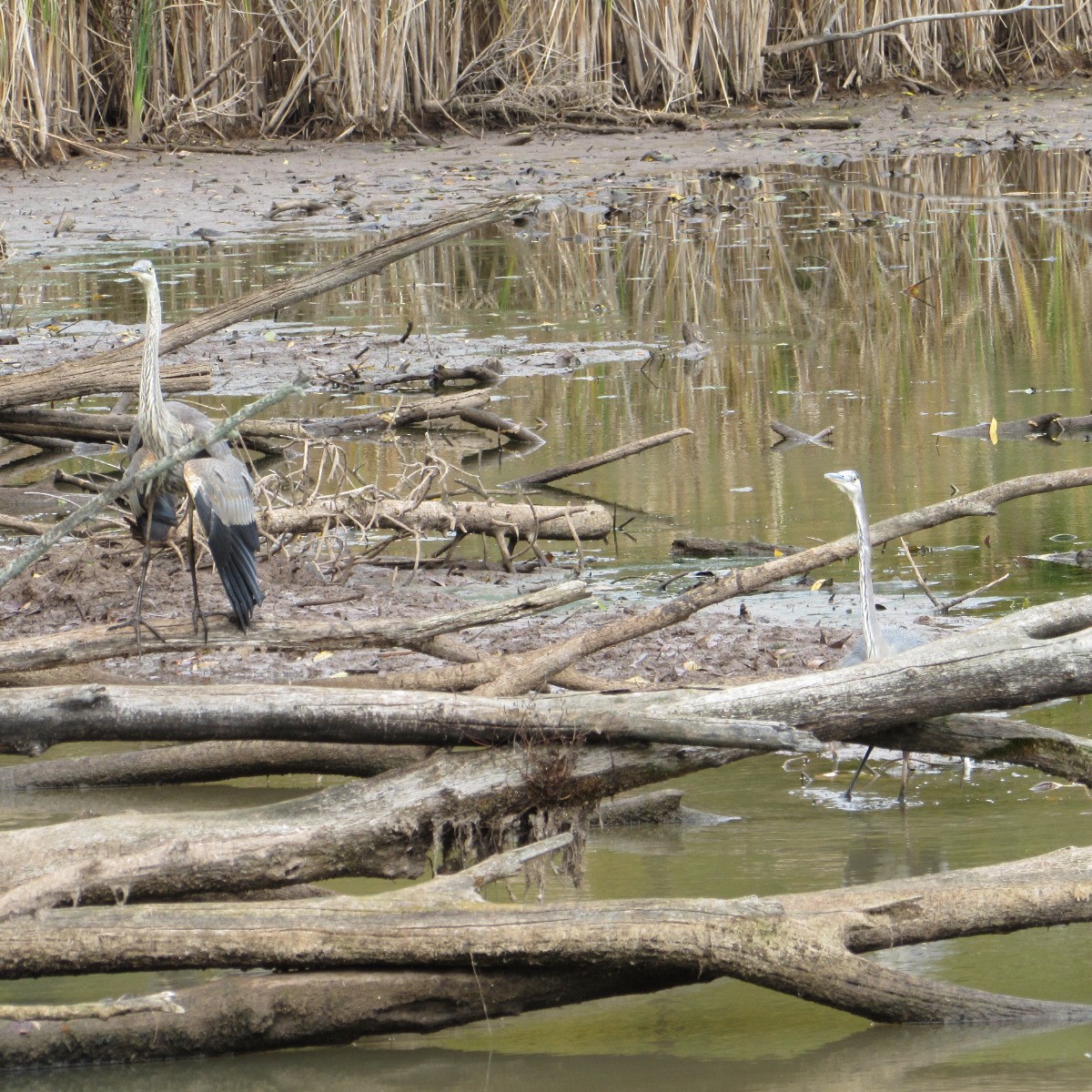 Great Blue Heron - ML643955215