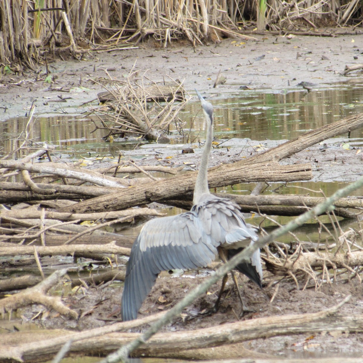 Great Blue Heron - ML643955216