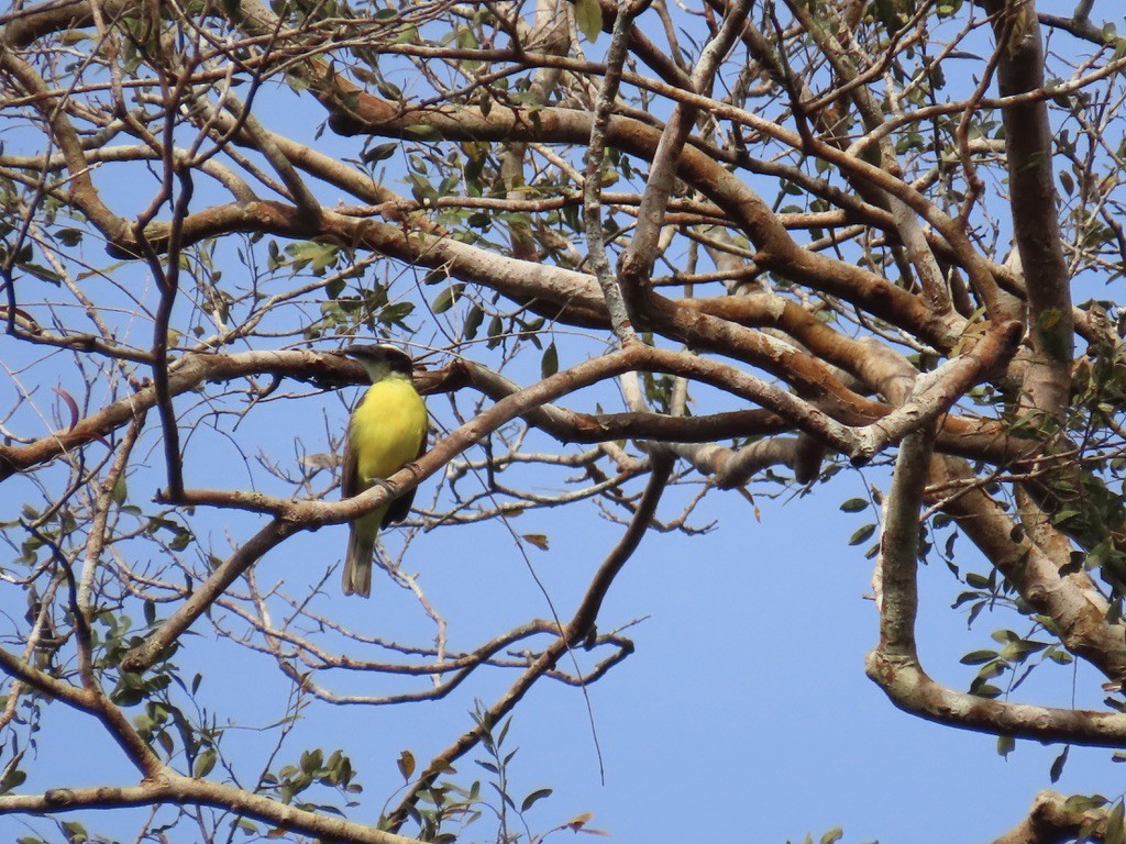 Boat-billed Flycatcher - ML643955225