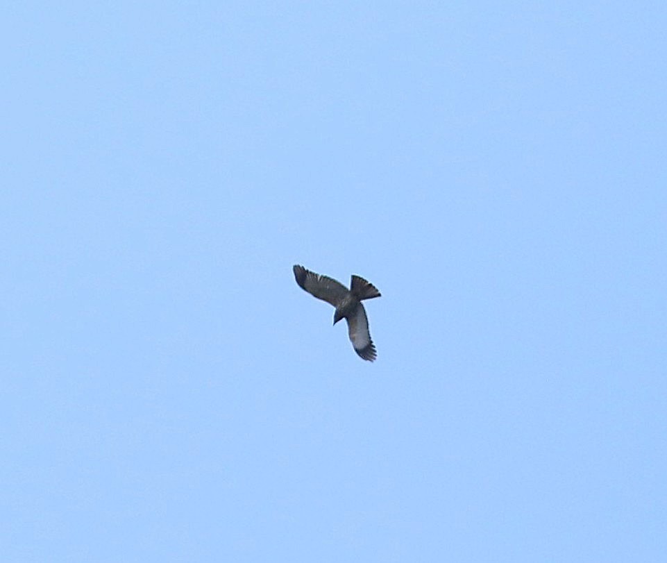 Cuckoo-roller - ML643955230