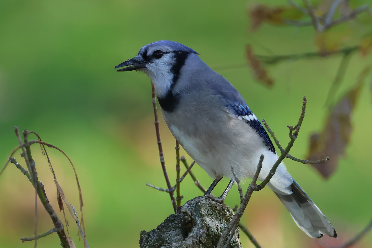 Blue Jay - ML643955242