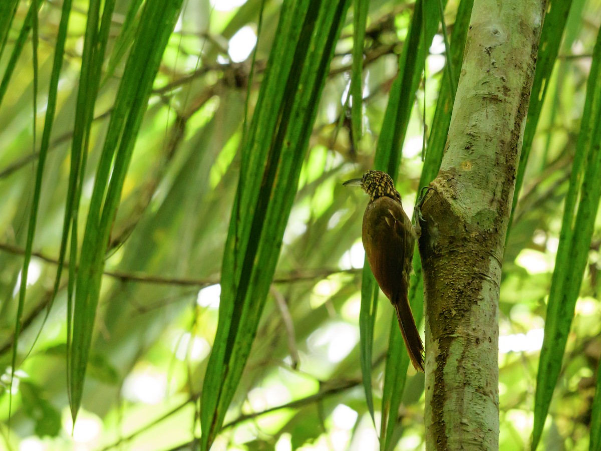 Cocoa Woodcreeper - ML643955243