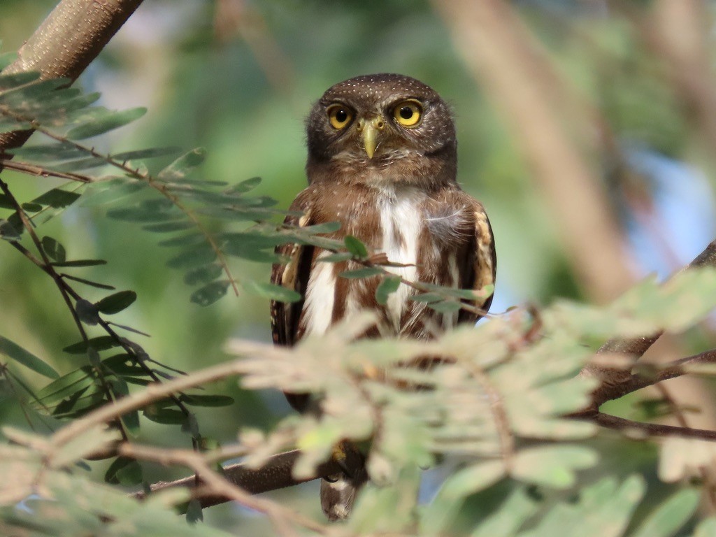 Amazonian Pygmy-Owl - ML643955251
