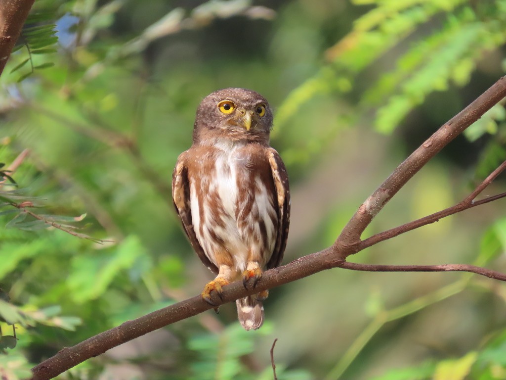 Amazonian Pygmy-Owl - ML643955252
