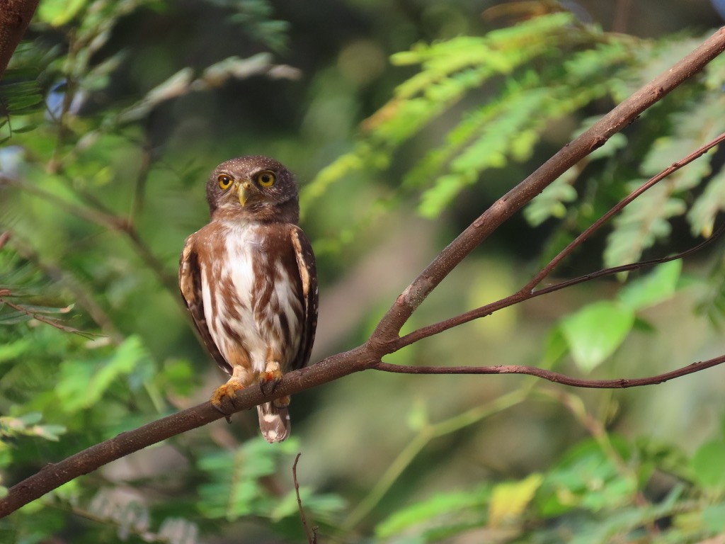 Amazonian Pygmy-Owl - ML643955253