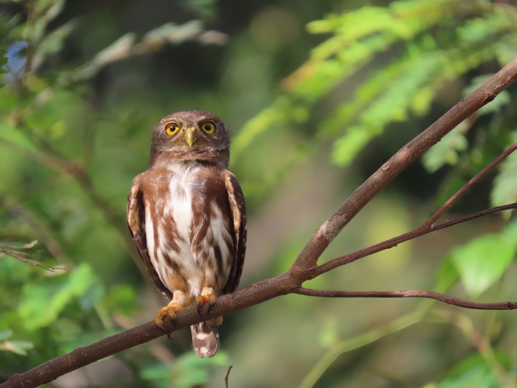 Amazonian Pygmy-Owl - ML643955254